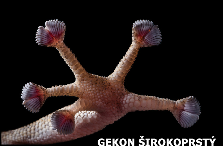 Doteky Afriky