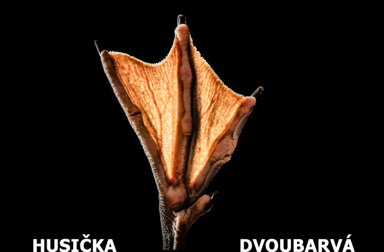 Doteky Afriky