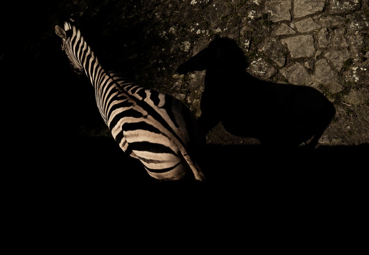 Uzavřená zoo